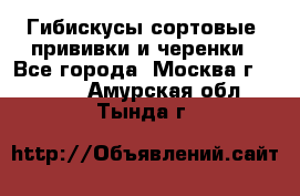 Гибискусы сортовые, прививки и черенки - Все города, Москва г.  »    . Амурская обл.,Тында г.